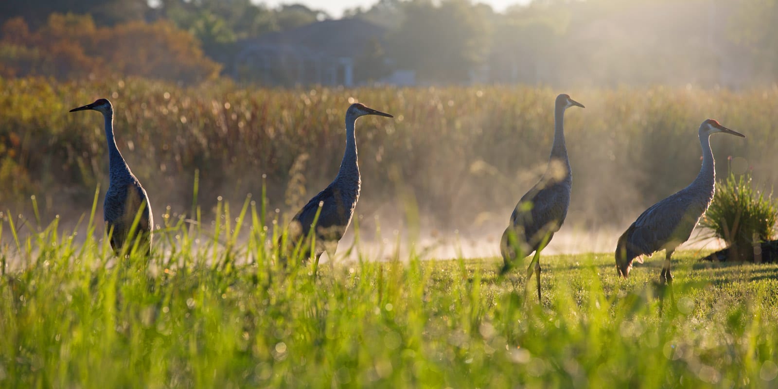 GlenLakes in Weeki Wachee Life Style